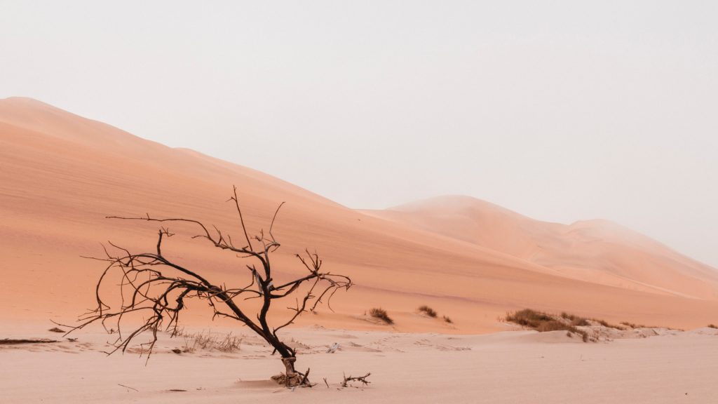 A photo of a lone tree in the middle of the desert.