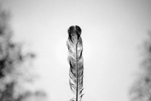 Black and white photo of a feather