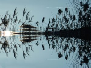 Image of water reeds and their reflection on the surface of a water body