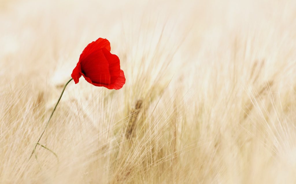 Image of a red flower against a background of light-yellow grass