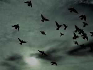 Birds in the sky against the background of a dark sky. An orb of light can be seen in the background