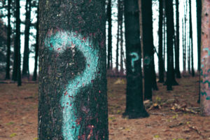 A forest in which many trees are graffitied with question marks.