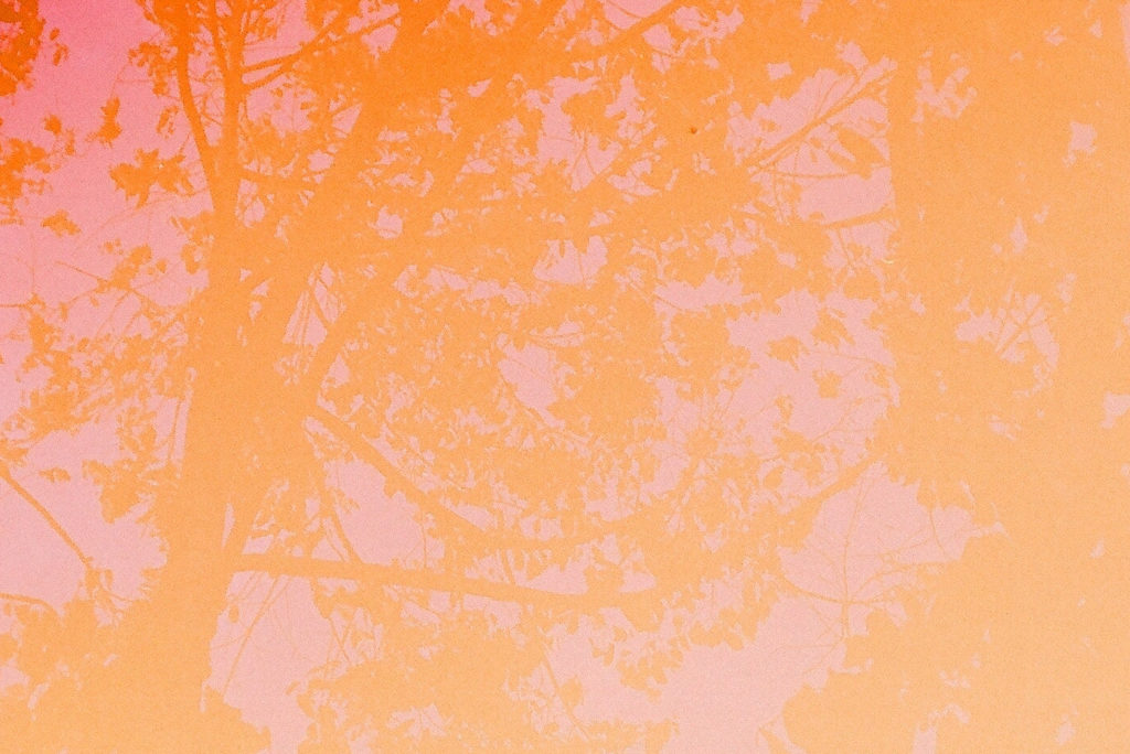 Image of foliage against an orange sepia-toned background