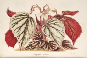 Visual art of begonia × eximia
