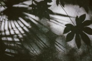 Black-and-white photo of foliage shadows on a grey surface