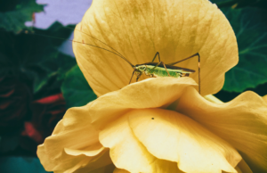 Green insect on a petal of a yellow flower