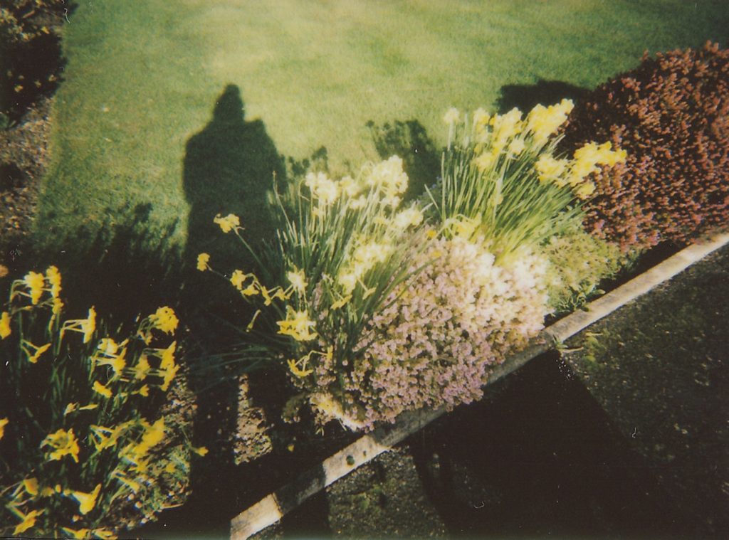 Shadow of a human form cast over flowers