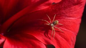 Image of a spider on a red flower petal.
