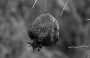 Black and White Image of a Pomegranate