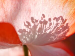 Pink poppy petals with filaments shadow superimposed on the petals