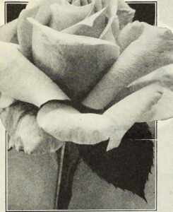 black and white image of a rose