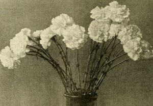 Sepia-toned image of several white flowers in a vase.