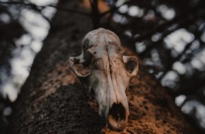 Photo of a deer skull against a tree trunk.